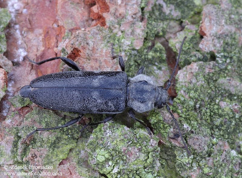 tesařík krovový, Hylotrupes bajulus (Linnaeus, 1758), Callidiini, Cerambycidae (Brouci, Coleoptera)